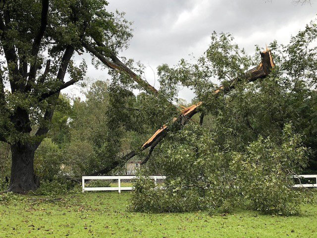 Michael pecan tree